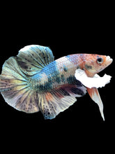 Load image into Gallery viewer, Male Halfmoon Plakat - Copper Dumbo #2045 - Live Betta Fish

