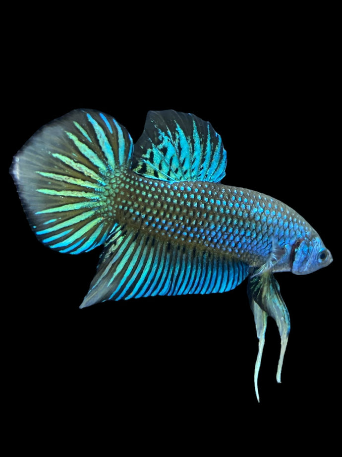 Male Imbellis - Green Yellow Tail #2047 - Live Betta Fish