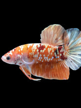 Load image into Gallery viewer, GIANT Male Halfmoon Plakat - Candy Gold Glitter #2048 - Live Betta Fish
