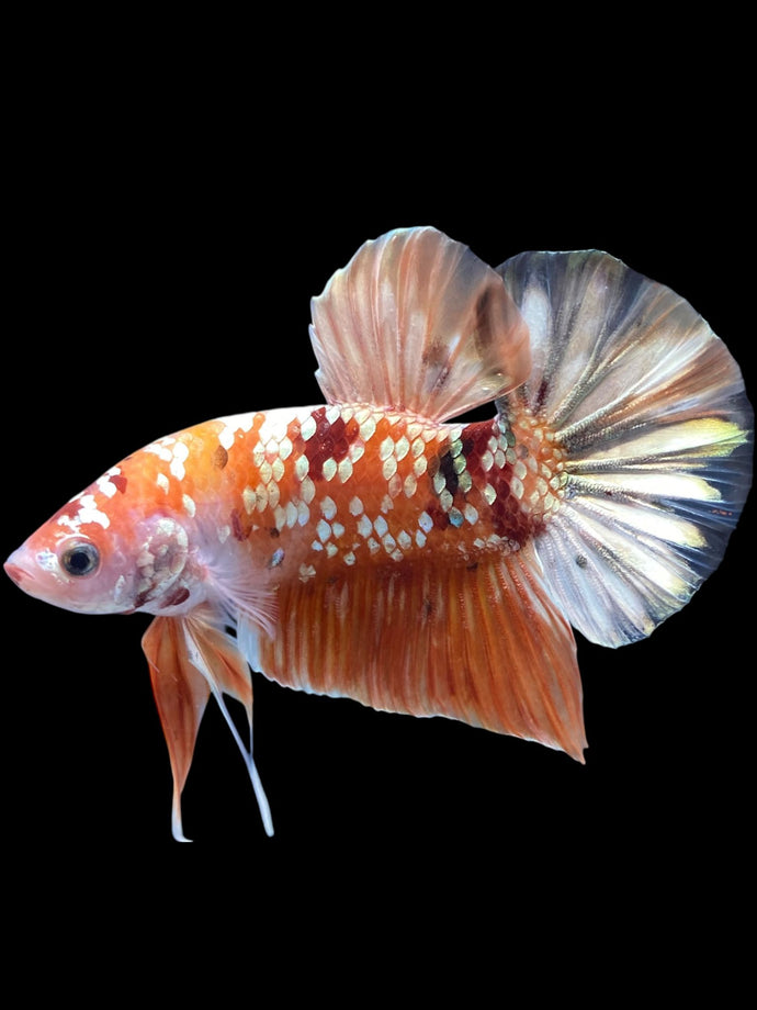 GIANT Male Halfmoon Plakat - Candy Gold Glitter #2048 - Live Betta Fish