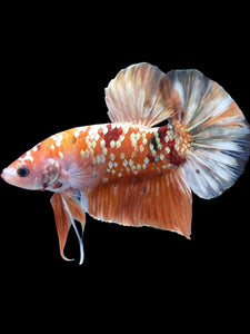 GIANT Male Halfmoon Plakat - Candy Gold Glitter #2048 - Live Betta Fish