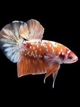 Load image into Gallery viewer, GIANT Male Halfmoon Plakat - Candy Gold Glitter #2048 - Live Betta Fish
