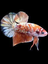 Load image into Gallery viewer, GIANT Male Halfmoon Plakat - Candy Gold Glitter #2048 - Live Betta Fish
