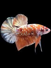 Load image into Gallery viewer, GIANT Male Halfmoon Plakat - Candy Gold Glitter #2048 - Live Betta Fish
