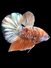 Load image into Gallery viewer, GIANT Male Halfmoon Plakat - Candy Gold Glitter #2048 - Live Betta Fish
