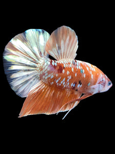 GIANT Male Halfmoon Plakat - Candy Gold Glitter #2048 - Live Betta Fish
