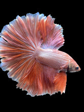 Load image into Gallery viewer, Male Rosetail - Peach #2049 - Live Betta Fish
