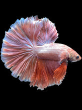 Load image into Gallery viewer, Male Rosetail - Peach #2049 - Live Betta Fish
