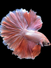 Load image into Gallery viewer, Male Rosetail - Peach #2049 - Live Betta Fish
