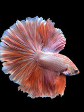 Load image into Gallery viewer, Male Rosetail - Peach #2049 - Live Betta Fish
