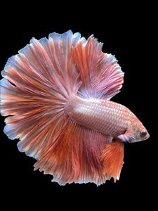 Male Rosetail - Peach #2049 - Live Betta Fish