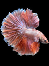 Load image into Gallery viewer, Male Rosetail - Peach #2049 - Live Betta Fish
