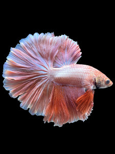 Male Rosetail - Peach #2049 - Live Betta Fish