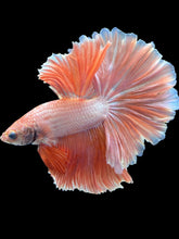 Load image into Gallery viewer, Male Rosetail - Peach #2049 - Live Betta Fish
