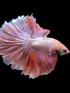 Male Rosetail - Peach #2049 - Live Betta Fish