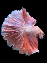 Load image into Gallery viewer, Male Rosetail - Peach #2049 - Live Betta Fish
