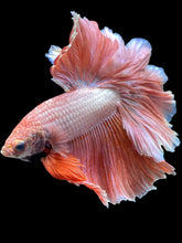Load image into Gallery viewer, Male Rosetail - Peach #2049 - Live Betta Fish
