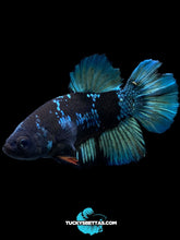 Load image into Gallery viewer, Male Halfmoon Plakat - Blue Avatar #204 - Live Betta Fish (SKIN TAG)
