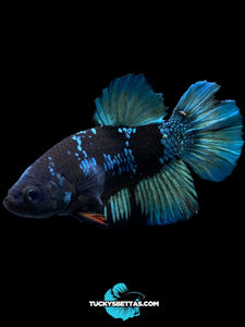 Male Halfmoon Plakat - Blue Avatar #204 - Live Betta Fish (SKIN TAG)