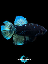 Load image into Gallery viewer, Male Halfmoon Plakat - Blue Avatar #204 - Live Betta Fish (SKIN TAG)
