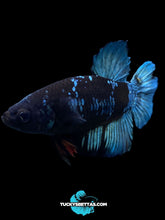 Load image into Gallery viewer, Male Halfmoon Plakat - Blue Avatar #204 - Live Betta Fish (SKIN TAG)
