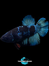 Load image into Gallery viewer, Male Halfmoon Plakat - Blue Avatar #204 - Live Betta Fish (SKIN TAG)
