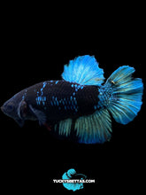 Load image into Gallery viewer, Male Halfmoon Plakat - Blue Avatar #204 - Live Betta Fish (SKIN TAG)
