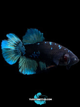 Load image into Gallery viewer, Male Halfmoon Plakat - Blue Avatar #204 - Live Betta Fish (SKIN TAG)
