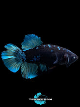 Load image into Gallery viewer, Male Halfmoon Plakat - Blue Avatar #204 - Live Betta Fish (SKIN TAG)
