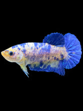 Load image into Gallery viewer, Female Halfmoon Plakat - Yellow Galaxy #2050 - Live Betta Fish
