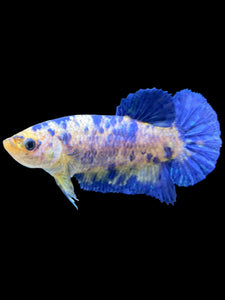 Female Halfmoon Plakat - Yellow Galaxy #2050 - Live Betta Fish