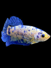 Load image into Gallery viewer, Female Halfmoon Plakat - Yellow Galaxy #2050 - Live Betta Fish
