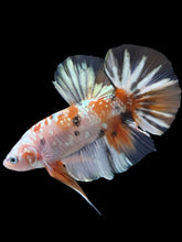 Load image into Gallery viewer, GIANT Male Halfmoon Plakat - Candy Gold Glitter #2051 - Live Betta Fish
