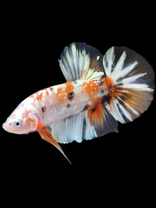 GIANT Male Halfmoon Plakat - Candy Gold Glitter #2051 - Live Betta Fish