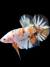 Load image into Gallery viewer, GIANT Male Halfmoon Plakat - Candy Gold Glitter #2051 - Live Betta Fish
