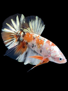 GIANT Male Halfmoon Plakat - Candy Gold Glitter #2051 - Live Betta Fish