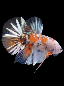 GIANT Male Halfmoon Plakat - Candy Gold Glitter #2051 - Live Betta Fish