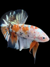 Load image into Gallery viewer, GIANT Male Halfmoon Plakat - Candy Gold Glitter #2051 - Live Betta Fish
