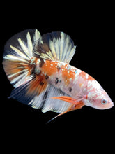 Load image into Gallery viewer, GIANT Male Halfmoon Plakat - Candy Gold Glitter #2051 - Live Betta Fish

