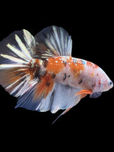 Load image into Gallery viewer, GIANT Male Halfmoon Plakat - Candy Gold Glitter #2051 - Live Betta Fish
