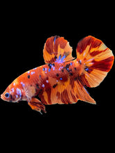 Load image into Gallery viewer, GIANT Male Halfmoon Plakat - Galaxy #2052 - Live Betta Fish
