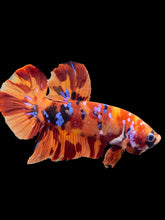 Load image into Gallery viewer, GIANT Male Halfmoon Plakat - Galaxy #2052 - Live Betta Fish
