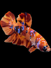 Load image into Gallery viewer, GIANT Male Halfmoon Plakat - Galaxy #2052 - Live Betta Fish
