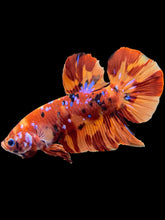 Load image into Gallery viewer, GIANT Male Halfmoon Plakat - Galaxy #2052 - Live Betta Fish
