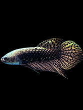 Load image into Gallery viewer, Male Alien - Copper Gold #2054 - Live Betta Fish
