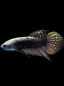 Male Alien - Copper Gold #2054 - Live Betta Fish