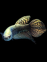 Load image into Gallery viewer, Male Alien - Copper Gold #2054 - Live Betta Fish
