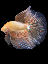 Load image into Gallery viewer, Male Halfmoon - Vanda #2054 - Live Betta Fish
