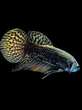 Load image into Gallery viewer, Male Alien - Copper Gold #2054 - Live Betta Fish
