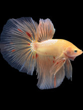 Load image into Gallery viewer, Male Halfmoon - Vanda #2054 - Live Betta Fish
